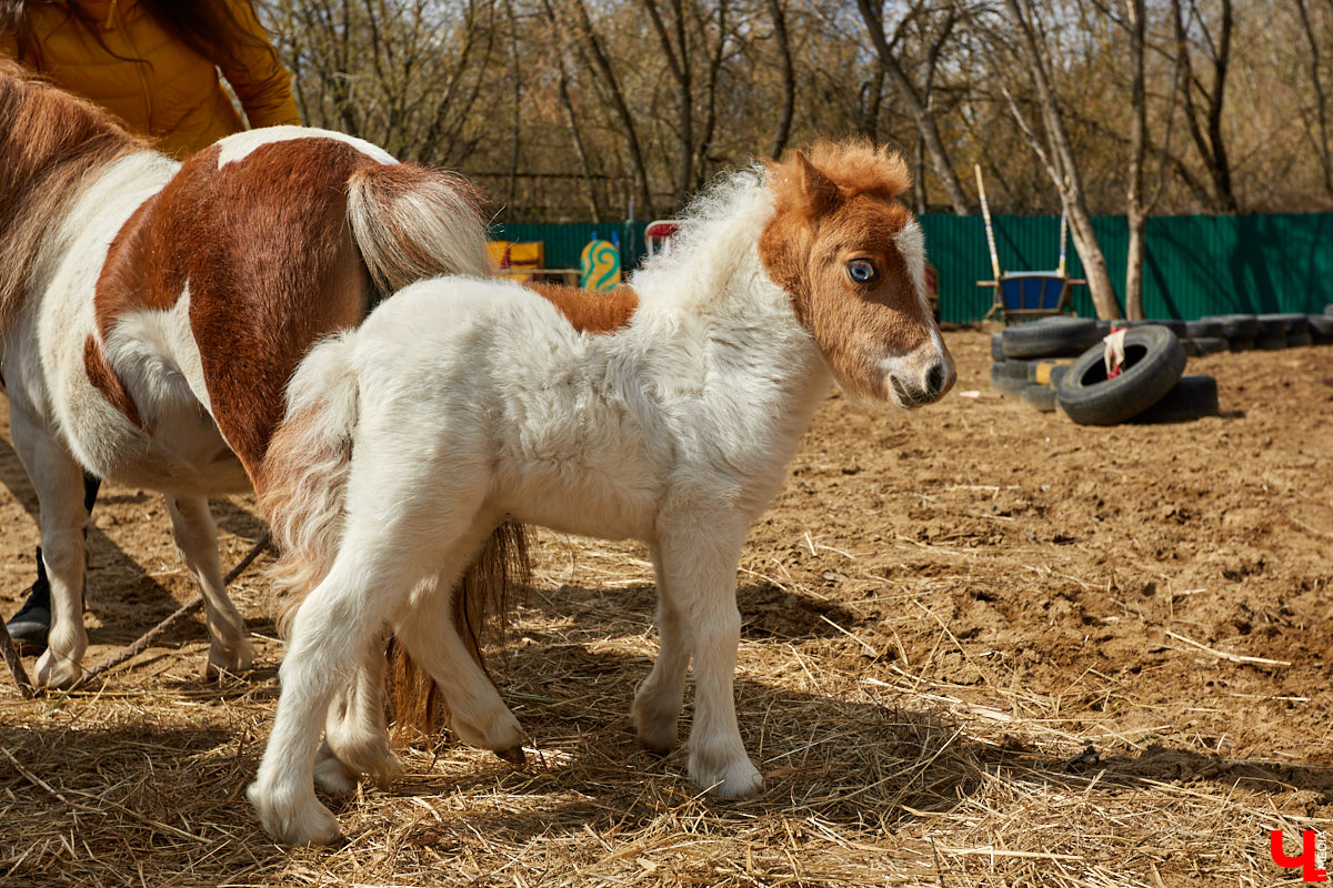 Оказывается, во Владимире живут мини-пони! В России их не так уж и много, а потому мы решили познакомиться с удивительно маленькими лошадками поближе!