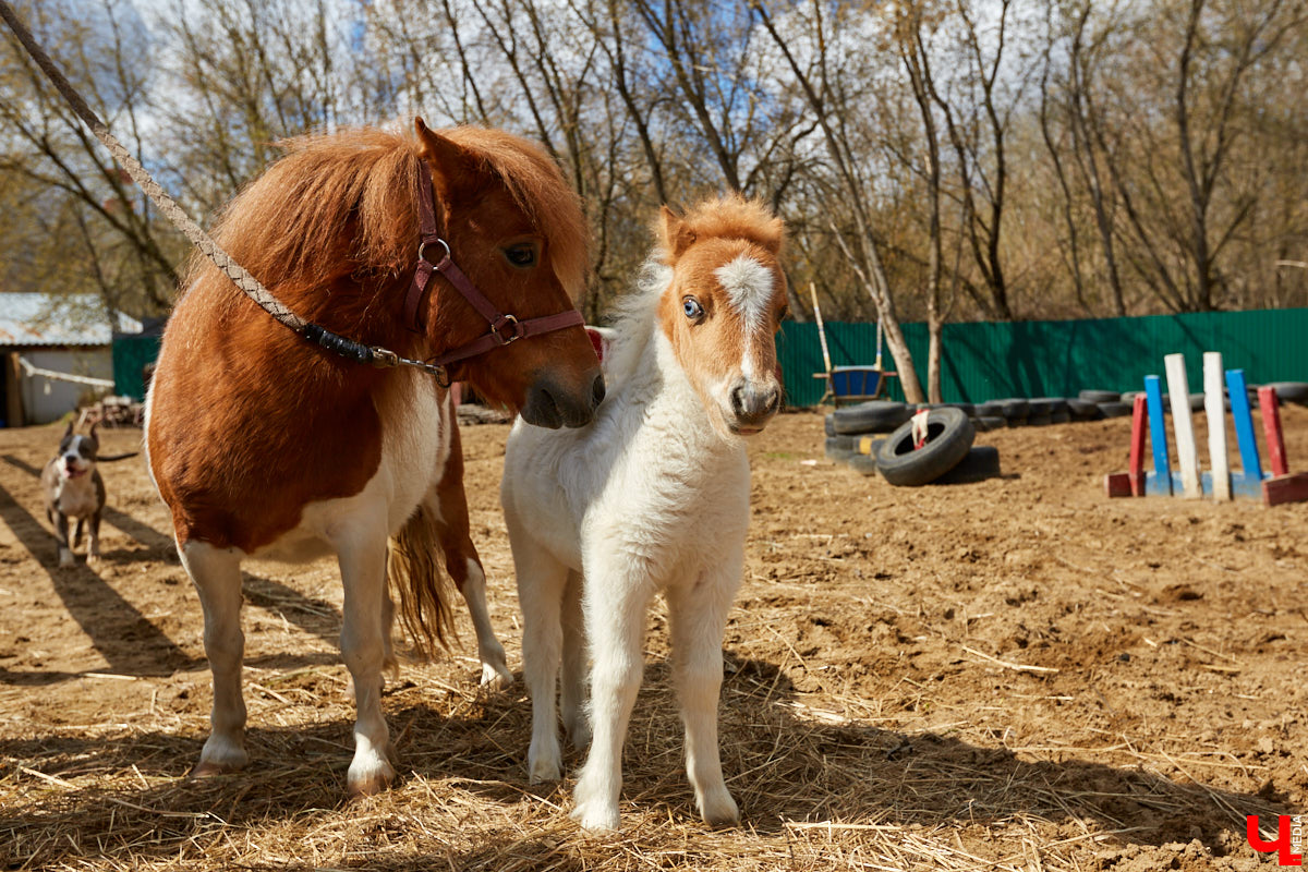Оказывается, во Владимире живут мини-пони! В России их не так уж и много, а потому мы решили познакомиться с удивительно маленькими лошадками поближе!