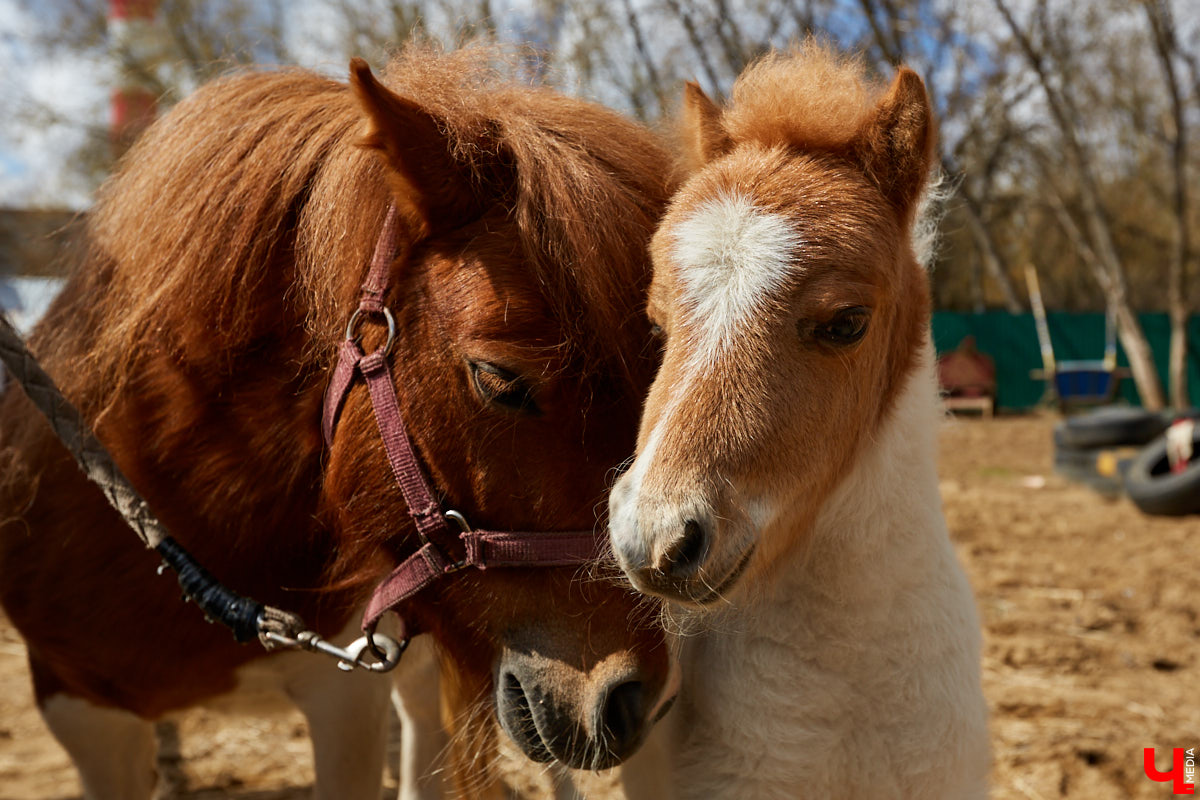 Оказывается, во Владимире живут мини-пони! В России их не так уж и много, а потому мы решили познакомиться с удивительно маленькими лошадками поближе!
