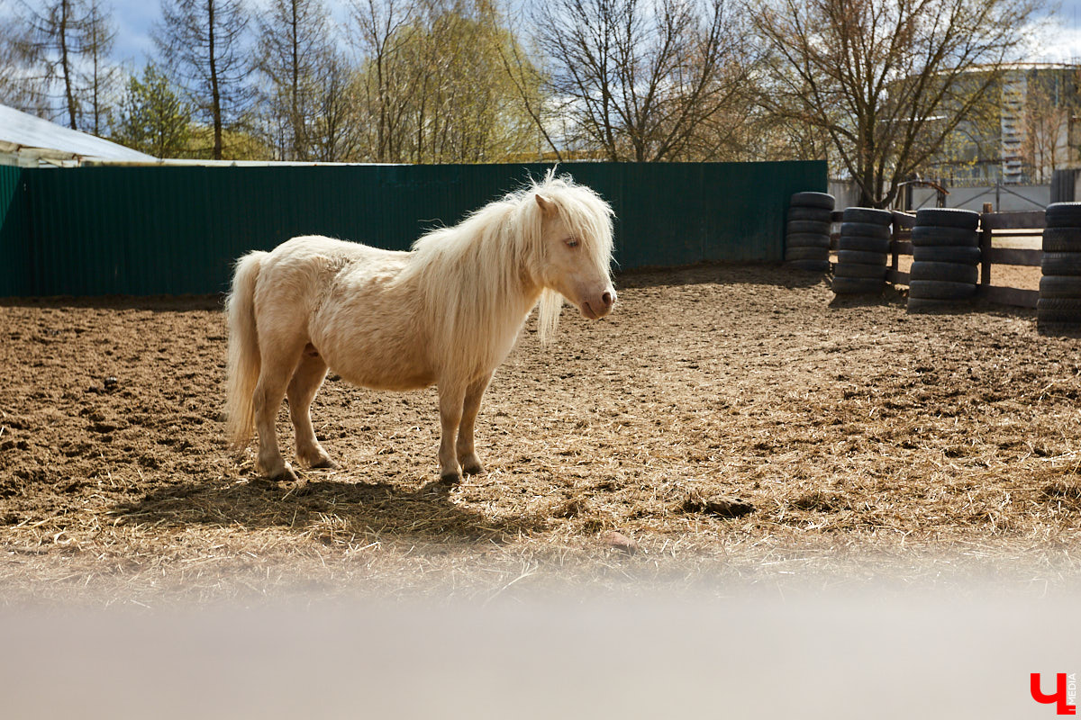 Оказывается, во Владимире живут мини-пони! В России их не так уж и много, а потому мы решили познакомиться с удивительно маленькими лошадками поближе!