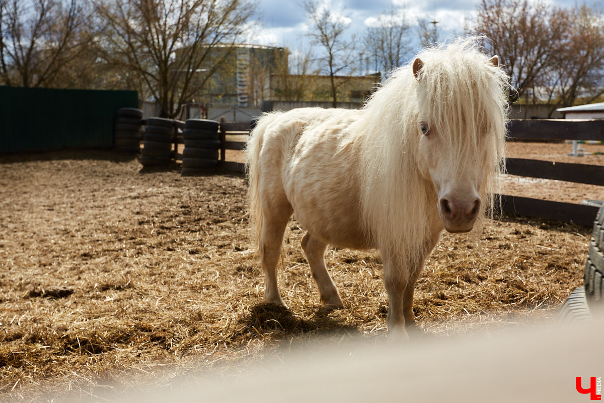 Оказывается, во Владимире живут мини-пони! В России их не так уж и много, а потому мы решили познакомиться с удивительно маленькими лошадками поближе!