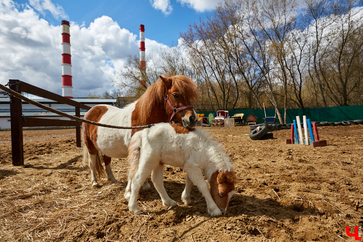 Оказывается, во Владимире живут мини-пони! В России их не так уж и много, а потому мы решили познакомиться с удивительно маленькими лошадками поближе!