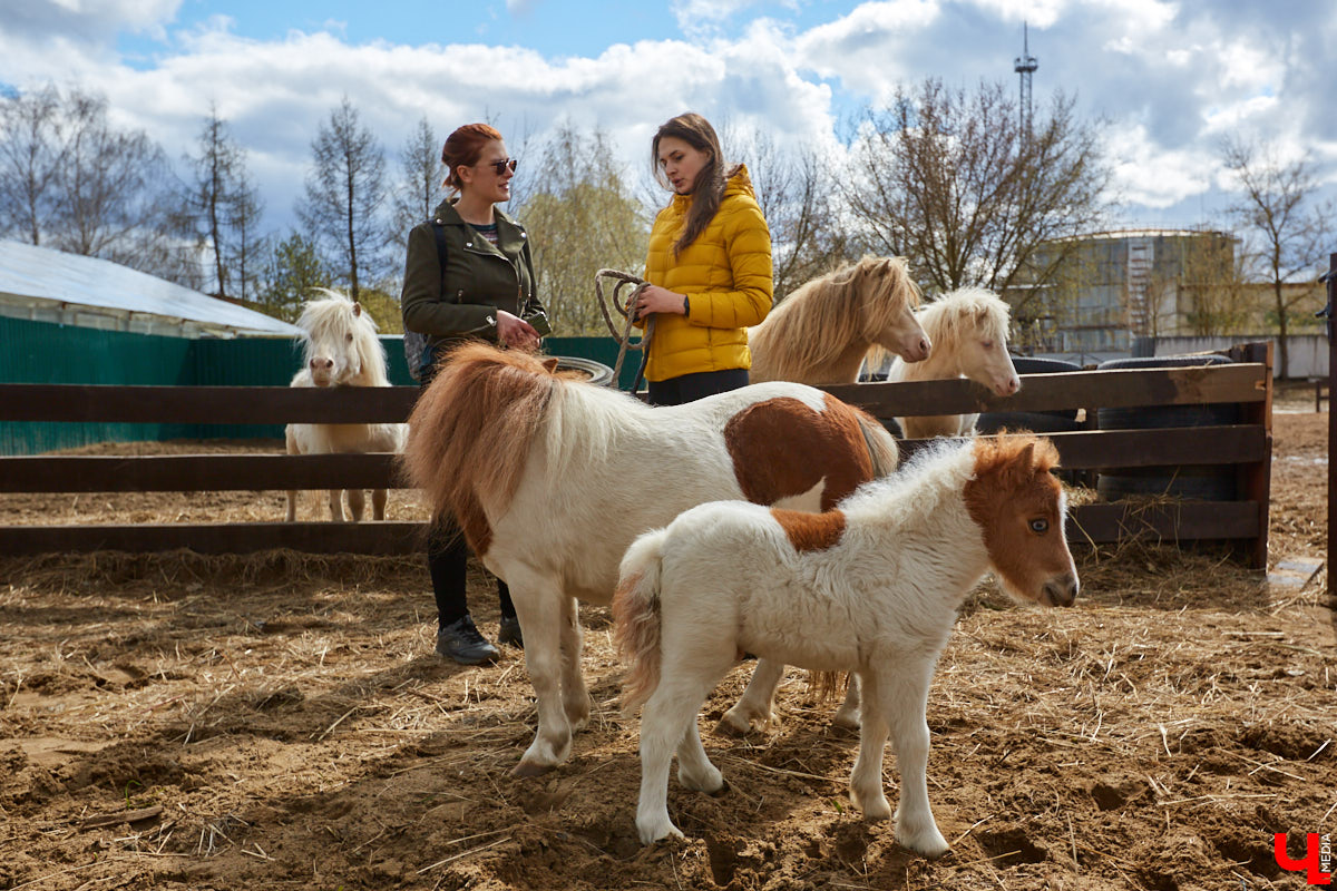 Оказывается, во Владимире живут мини-пони! В России их не так уж и много, а потому мы решили познакомиться с удивительно маленькими лошадками поближе!