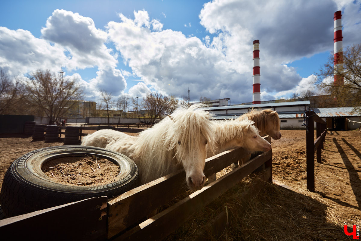 Оказывается, во Владимире живут мини-пони! В России их не так уж и много, а потому мы решили познакомиться с удивительно маленькими лошадками поближе!