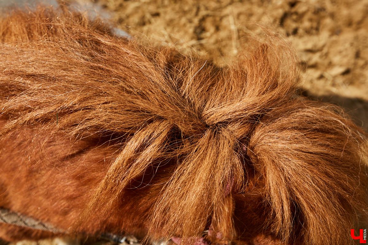 Оказывается, во Владимире живут мини-пони! В России их не так уж и много, а потому мы решили познакомиться с удивительно маленькими лошадками поближе!