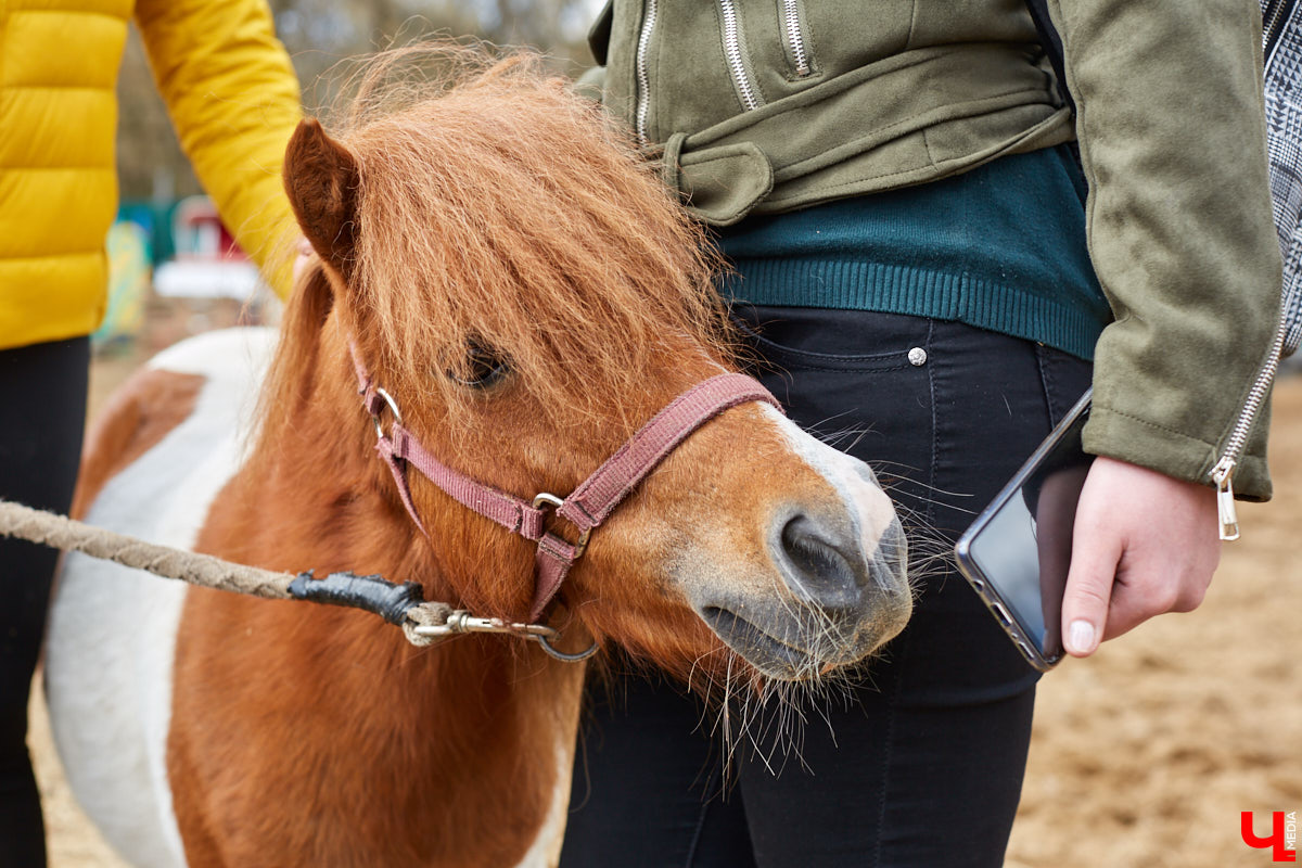 Оказывается, во Владимире живут мини-пони! В России их не так уж и много, а потому мы решили познакомиться с удивительно маленькими лошадками поближе!