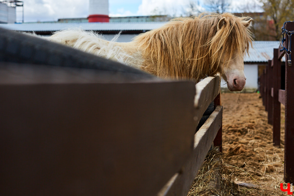 Оказывается, во Владимире живут мини-пони! В России их не так уж и много, а потому мы решили познакомиться с удивительно маленькими лошадками поближе!