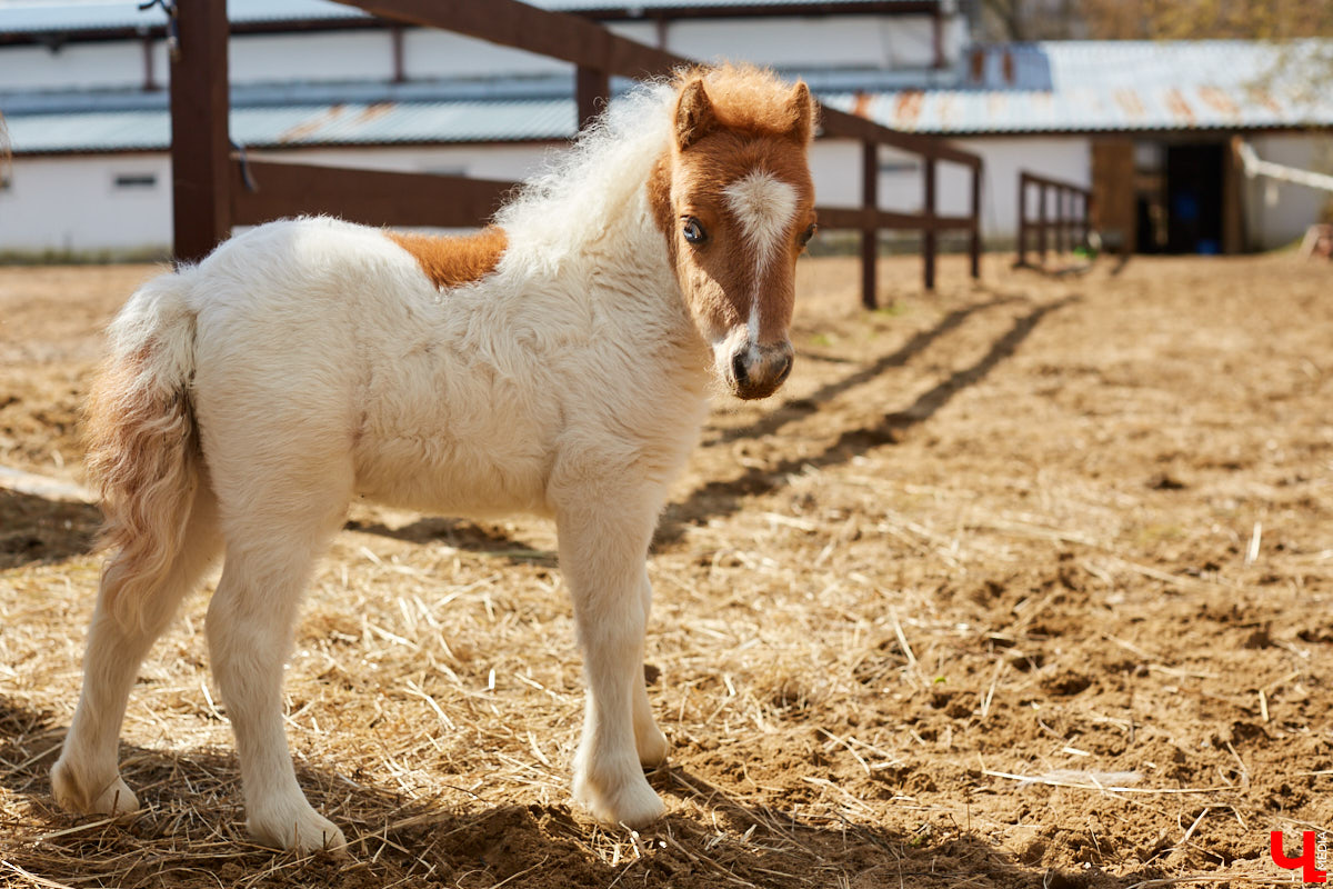Оказывается, во Владимире живут мини-пони! В России их не так уж и много, а потому мы решили познакомиться с удивительно маленькими лошадками поближе!
