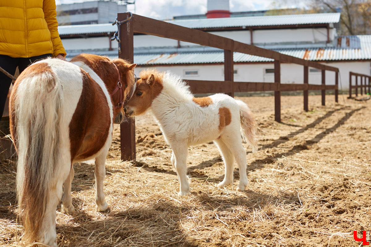 Оказывается, во Владимире живут мини-пони! В России их не так уж и много, а потому мы решили познакомиться с удивительно маленькими лошадками поближе!