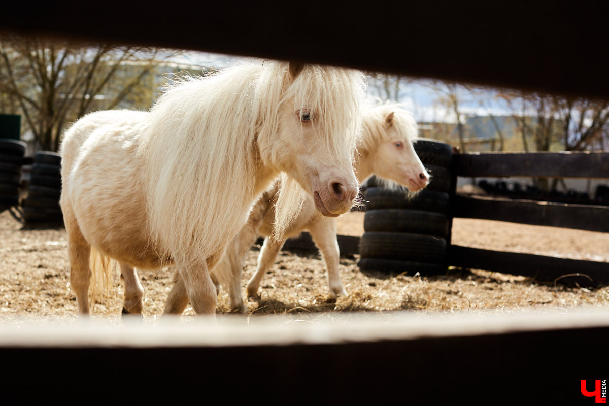 Оказывается, во Владимире живут мини-пони! В России их не так уж и много, а потому мы решили познакомиться с удивительно маленькими лошадками поближе!