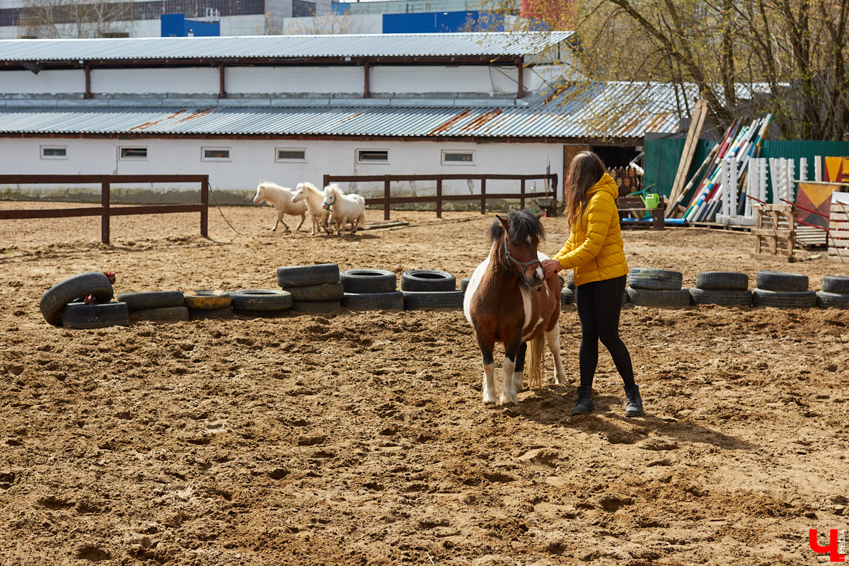 Оказывается, во Владимире живут мини-пони! В России их не так уж и много, а потому мы решили познакомиться с удивительно маленькими лошадками поближе!