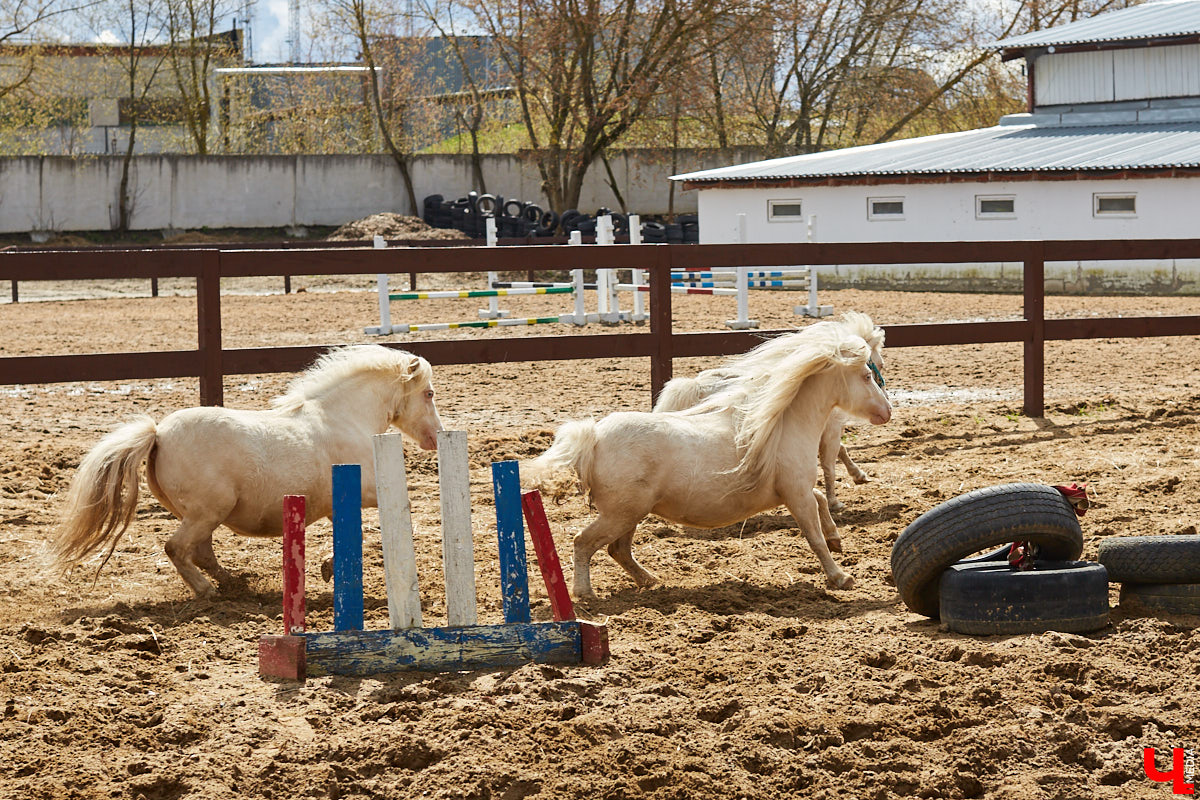 Оказывается, во Владимире живут мини-пони! В России их не так уж и много, а потому мы решили познакомиться с удивительно маленькими лошадками поближе!