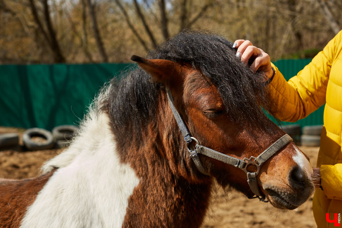 Оказывается, во Владимире живут мини-пони! В России их не так уж и много, а потому мы решили познакомиться с удивительно маленькими лошадками поближе!