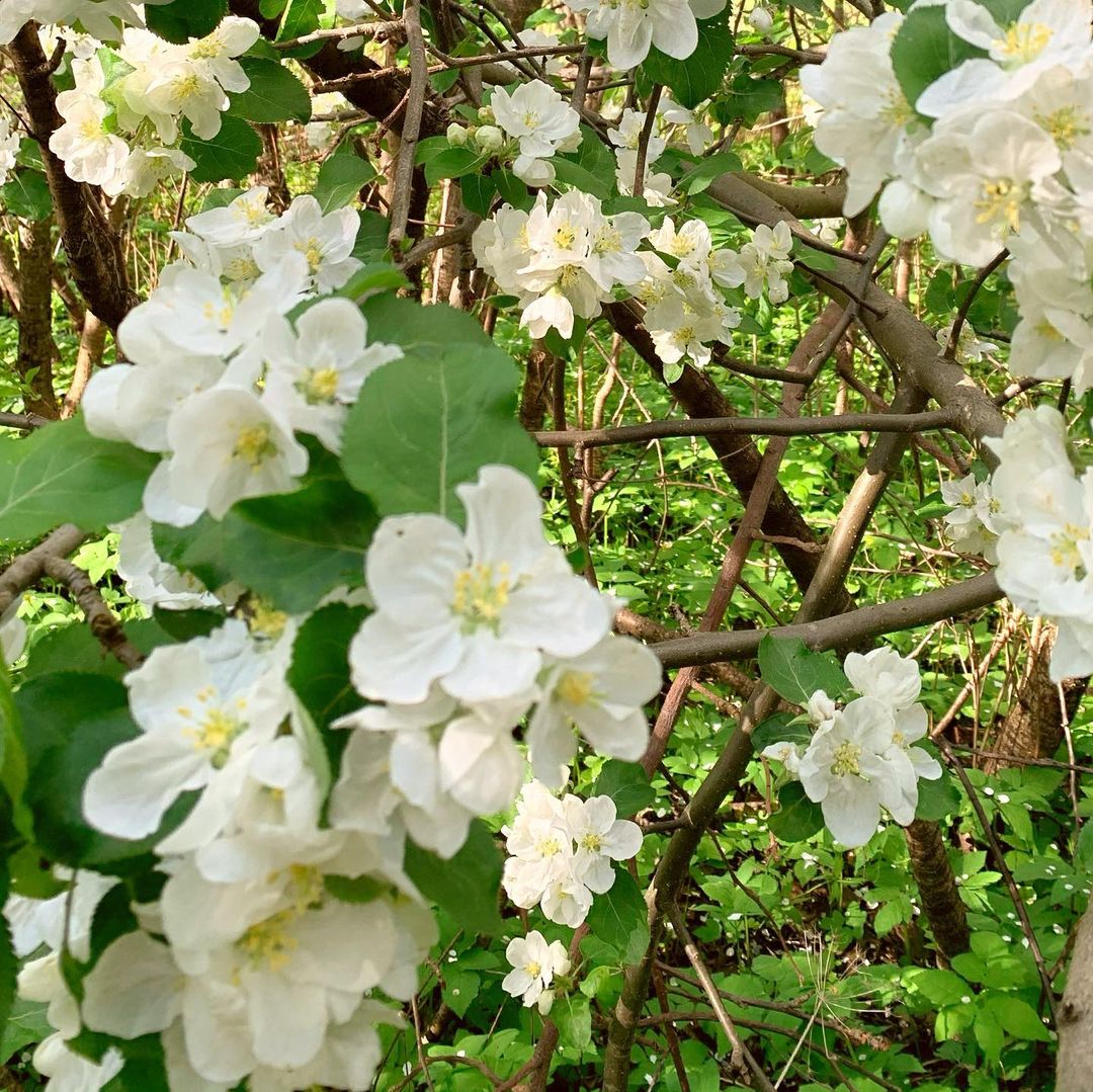 Любуемся майским цветением и узнаем, где прямо сейчас можно сделать красивые снимки