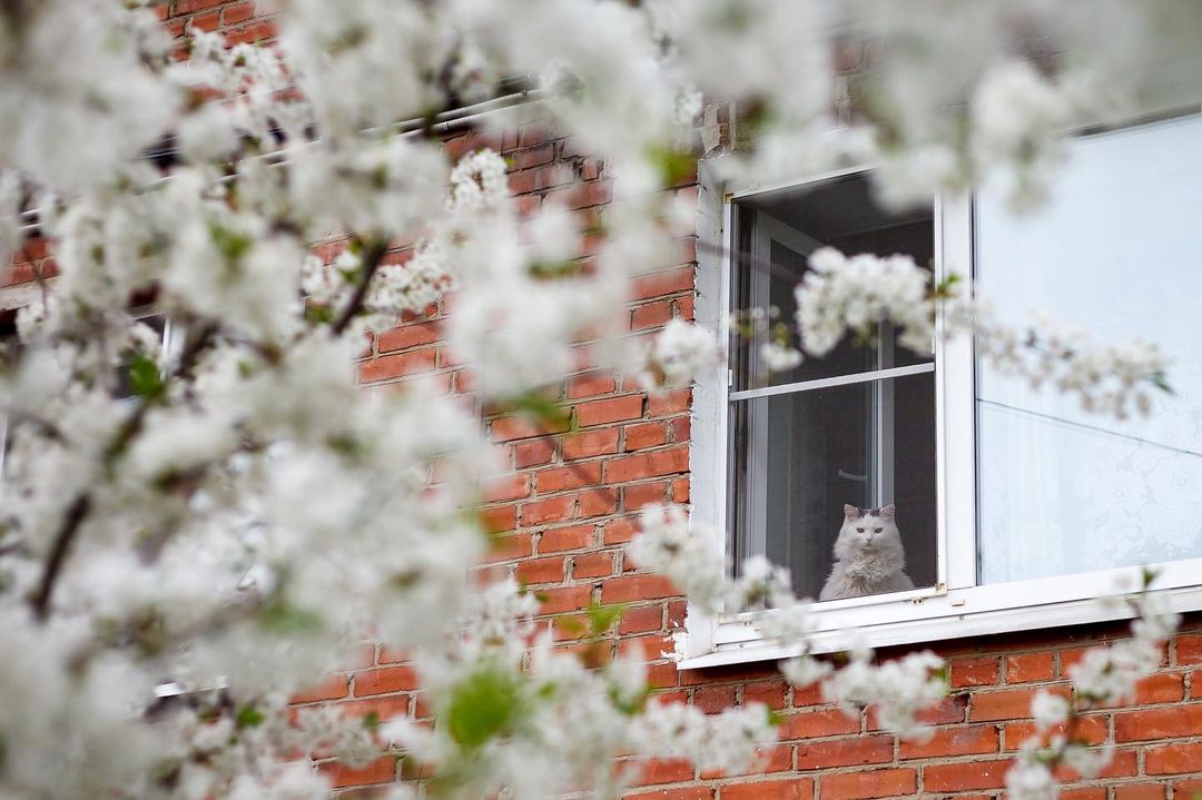 Любуемся майским цветением и узнаем, где прямо сейчас можно сделать красивые снимки