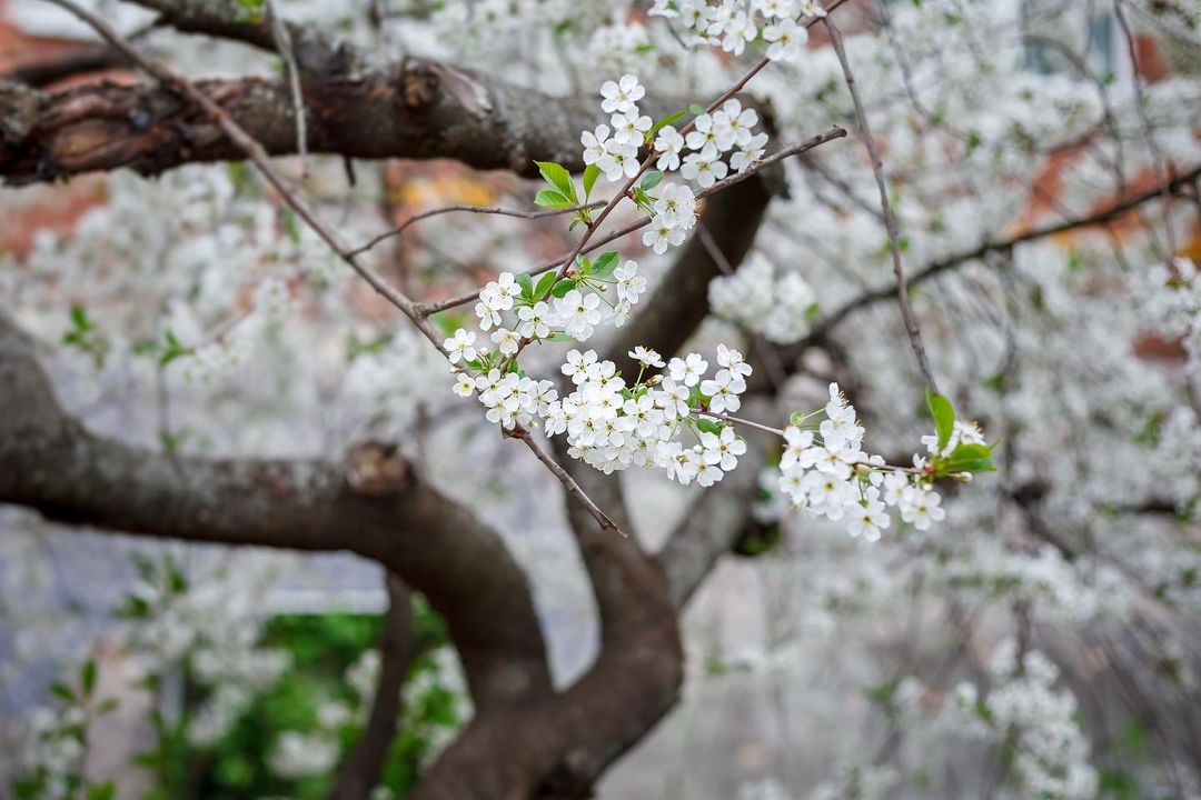 Любуемся майским цветением и узнаем, где прямо сейчас можно сделать красивые снимки