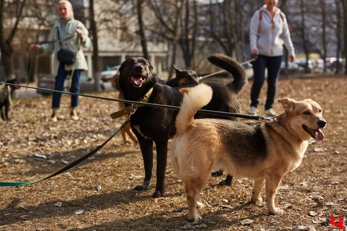 Строить новые приюты для бездомных животных или поддерживать уже имеющиеся? Вот в чем вопрос. Его-то мы и задали владимирским активистам. А как вы считаете, на что стоит тратить бюджетные деньги?