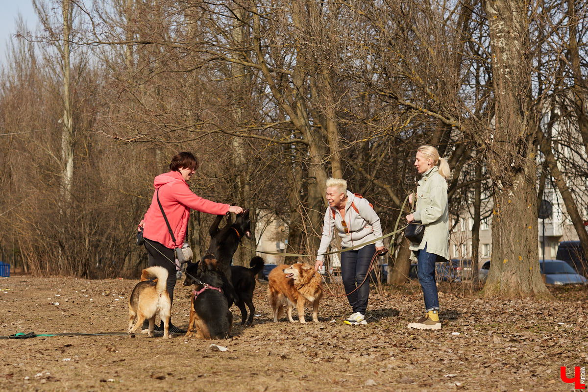 Строить новые приюты для бездомных животных или поддерживать уже имеющиеся? Вот в чем вопрос. Его-то мы и задали владимирским активистам. А как вы считаете, на что стоит тратить бюджетные деньги?