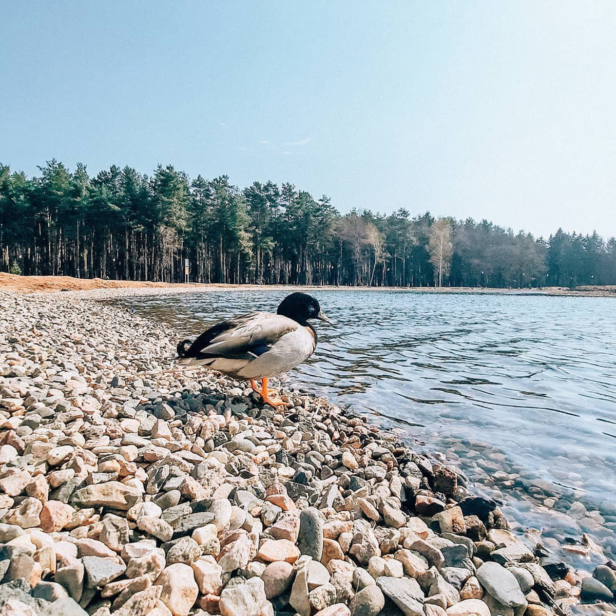 Власти запустили «голосовалку» по месту установки памятника Андрею Боголюбскому во Владимире. Однако, изменения коснулись не только областного центра. «Ключ-Медиа» создал небольшую подборку реноваций общественных пространств по всему региону.