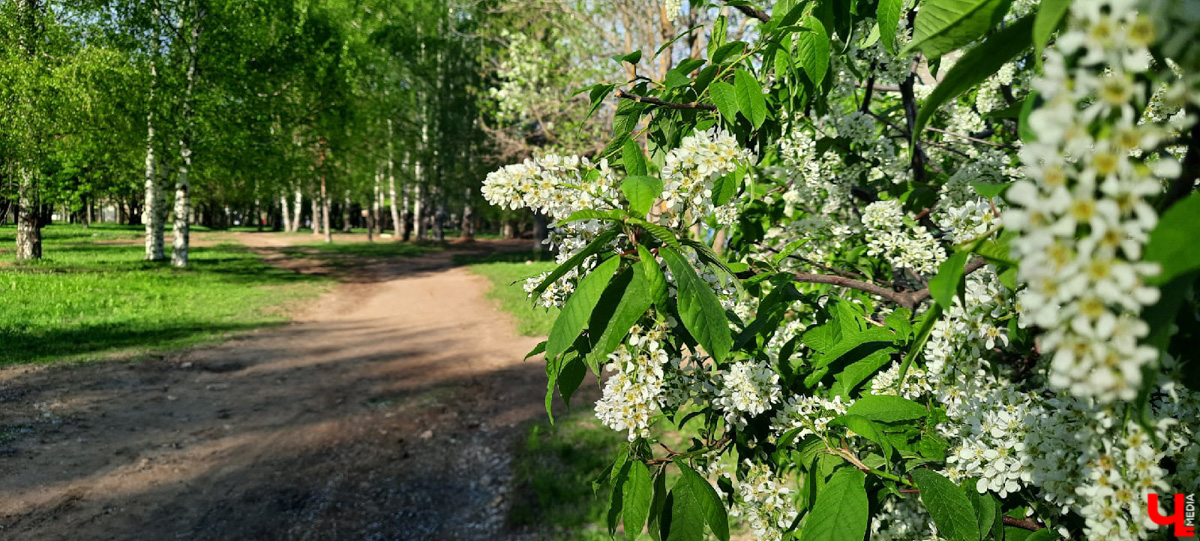 Планы на 2022-й год составлены. Владимирцы выбрали вариант дальнейшей реновации парка «Добросельский».