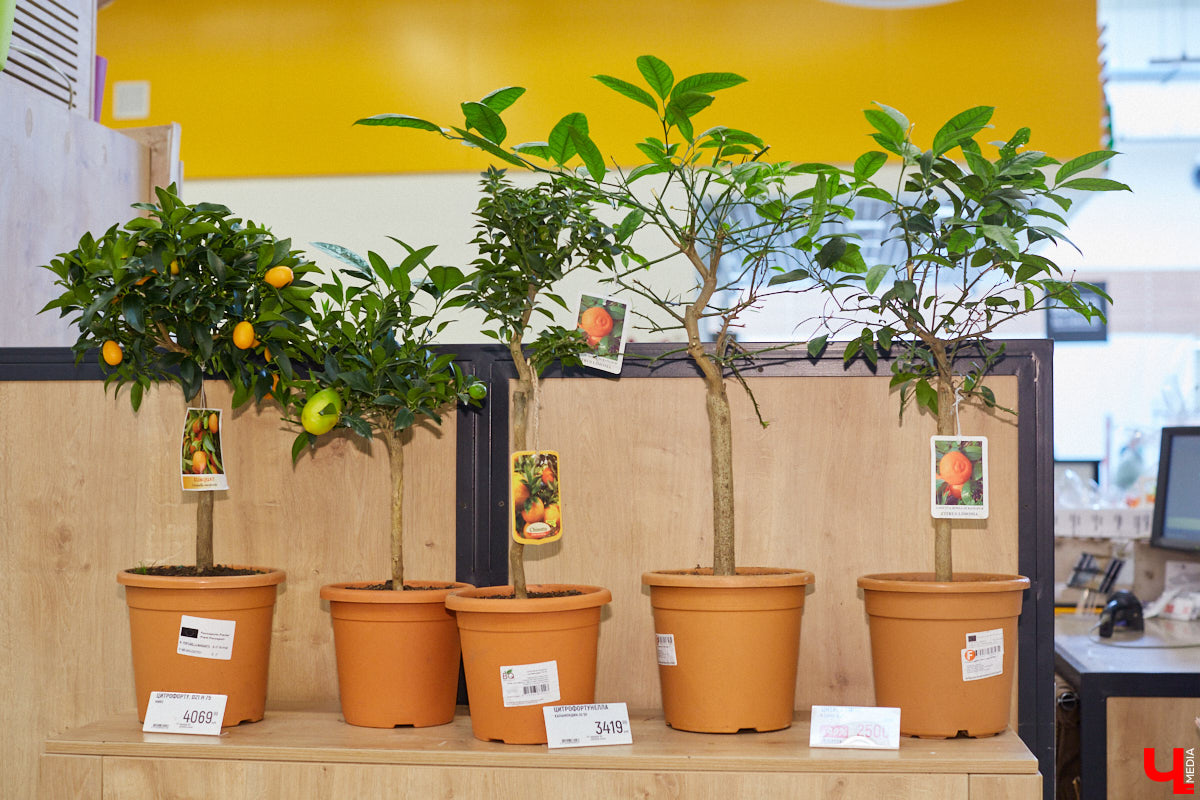 Екатерина Гуцаленко давно мечтала узнать классический вкус десерта «Павлова», а оказалась участником кулинарного эксперимента.