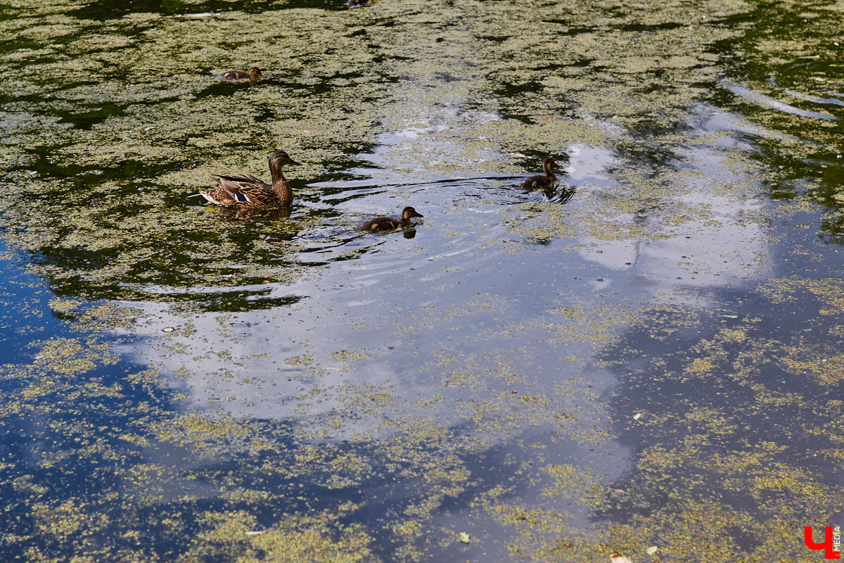 Во Владимире нет набережной, но есть места, которые хотя бы частично могли восполнить дефицит. Составили список локаций для отдыха у воды.