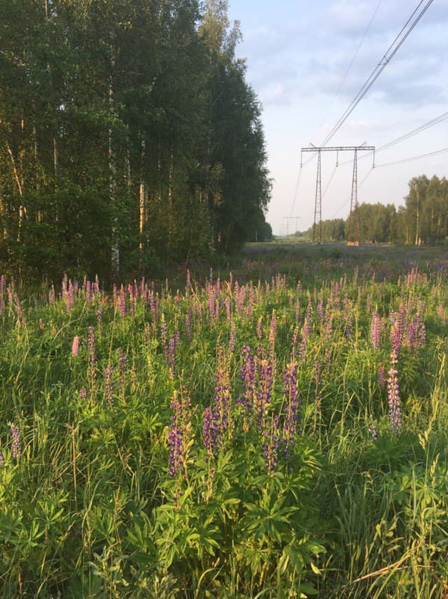 М12 строится. Платная трасса Москва-Казань идет совсем близко от Владимира и уничтожает красивейшие уголки природы.