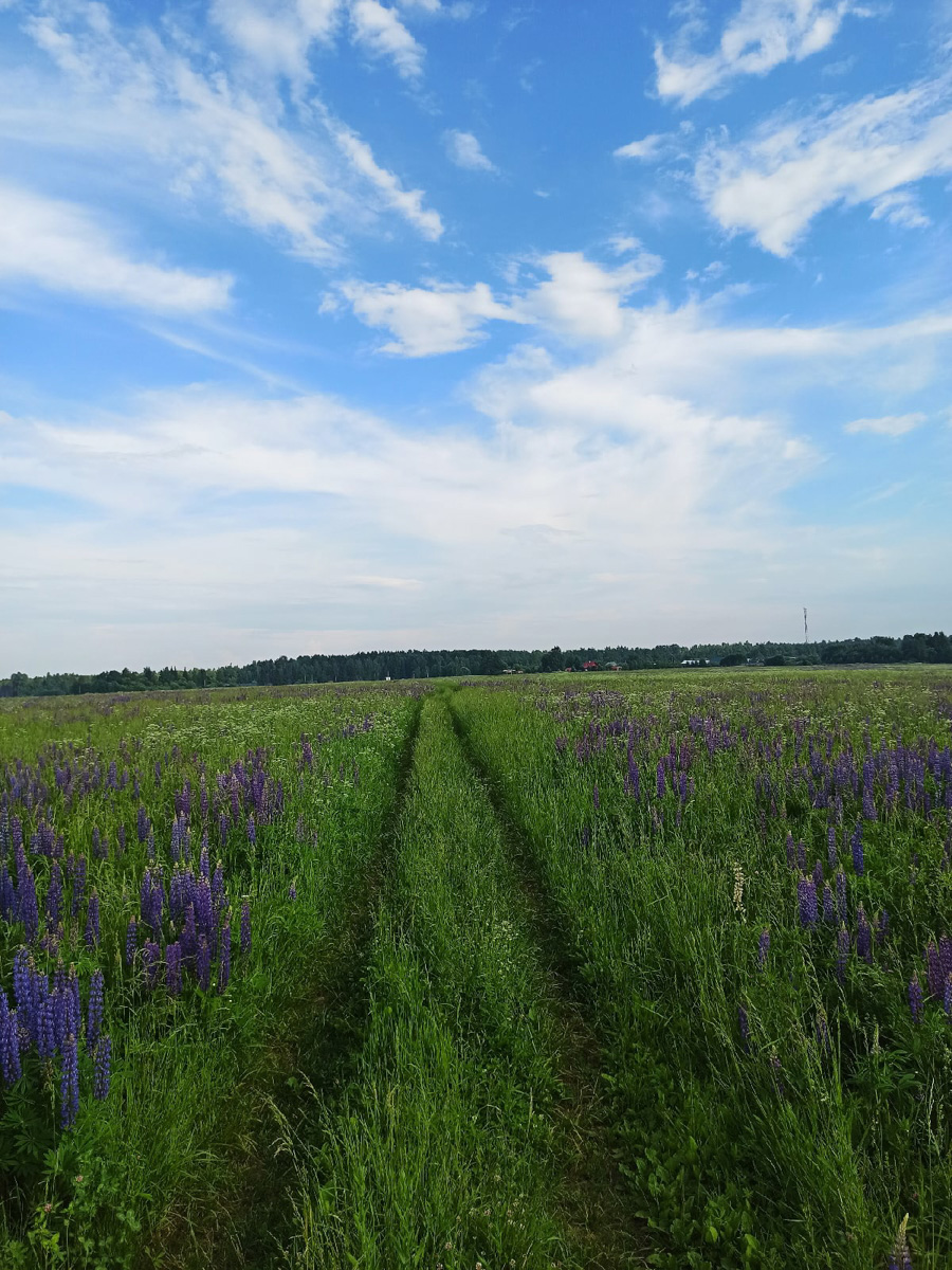 М12 строится. Платная трасса Москва-Казань идет совсем близко от Владимира и уничтожает красивейшие уголки природы.