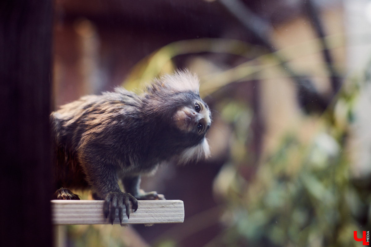 Теперь во Владимире есть экзотариум. В чем суть проекта и кто его авторы — обо всем в нашем материале.