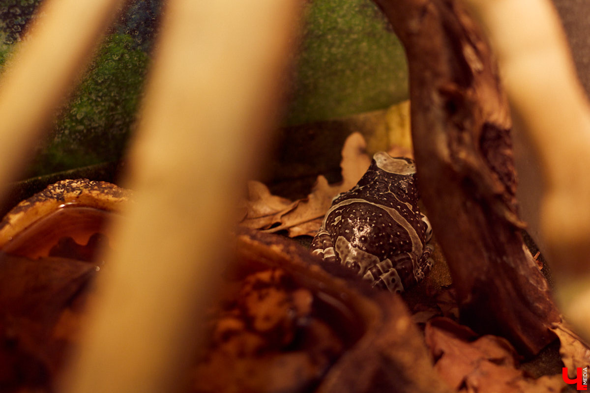 Теперь во Владимире есть экзотариум. В чем суть проекта и кто его авторы — обо всем в нашем материале.