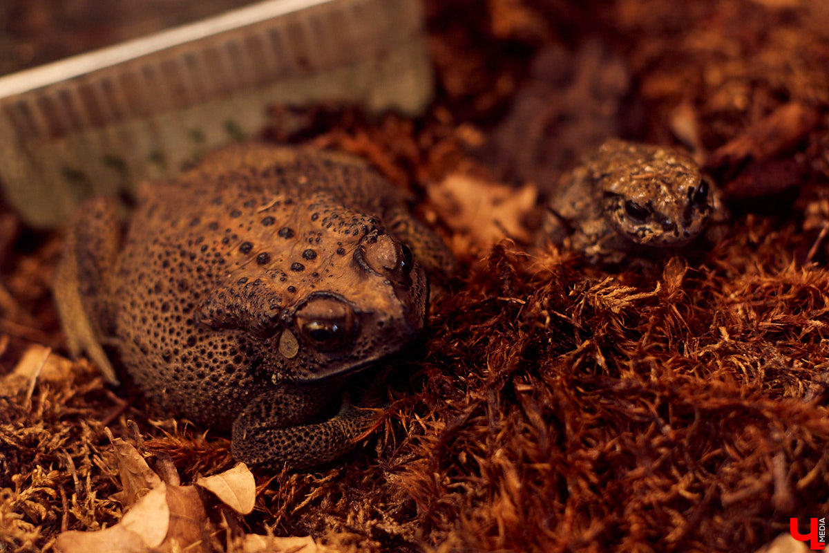 Теперь во Владимире есть экзотариум. В чем суть проекта и кто его авторы — обо всем в нашем материале.