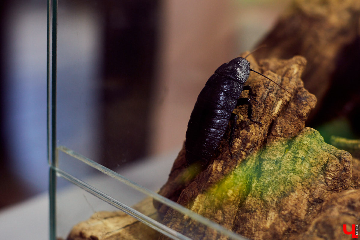 Теперь во Владимире есть экзотариум. В чем суть проекта и кто его авторы — обо всем в нашем материале.