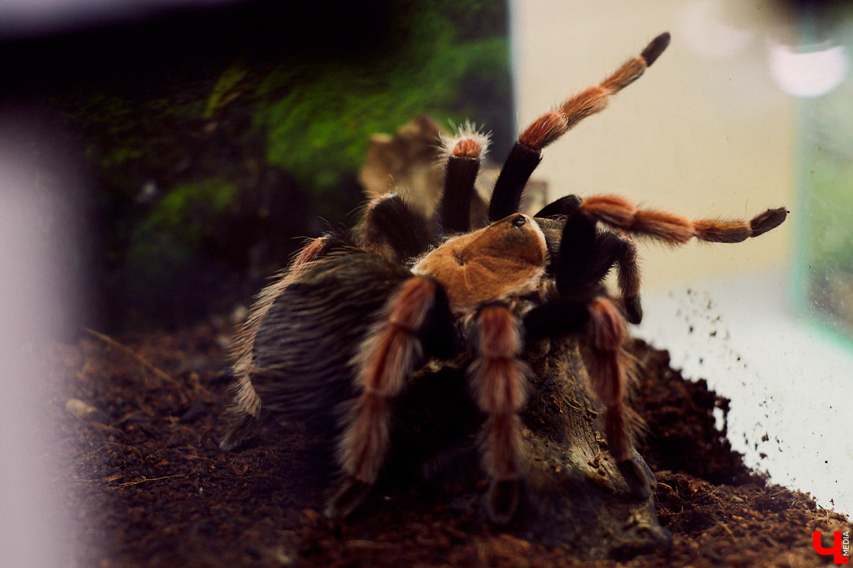 Теперь во Владимире есть экзотариум. В чем суть проекта и кто его авторы — обо всем в нашем материале.