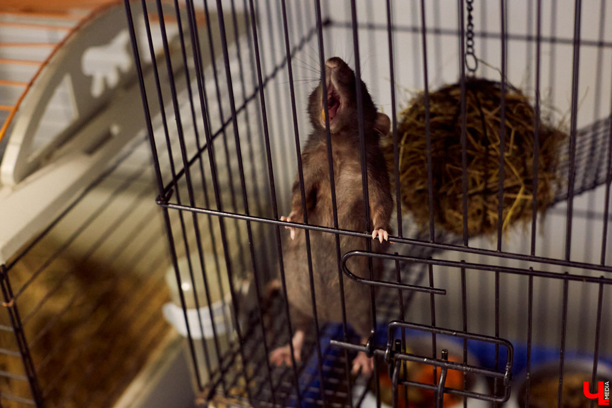 Теперь во Владимире есть экзотариум. В чем суть проекта и кто его авторы — обо всем в нашем материале.