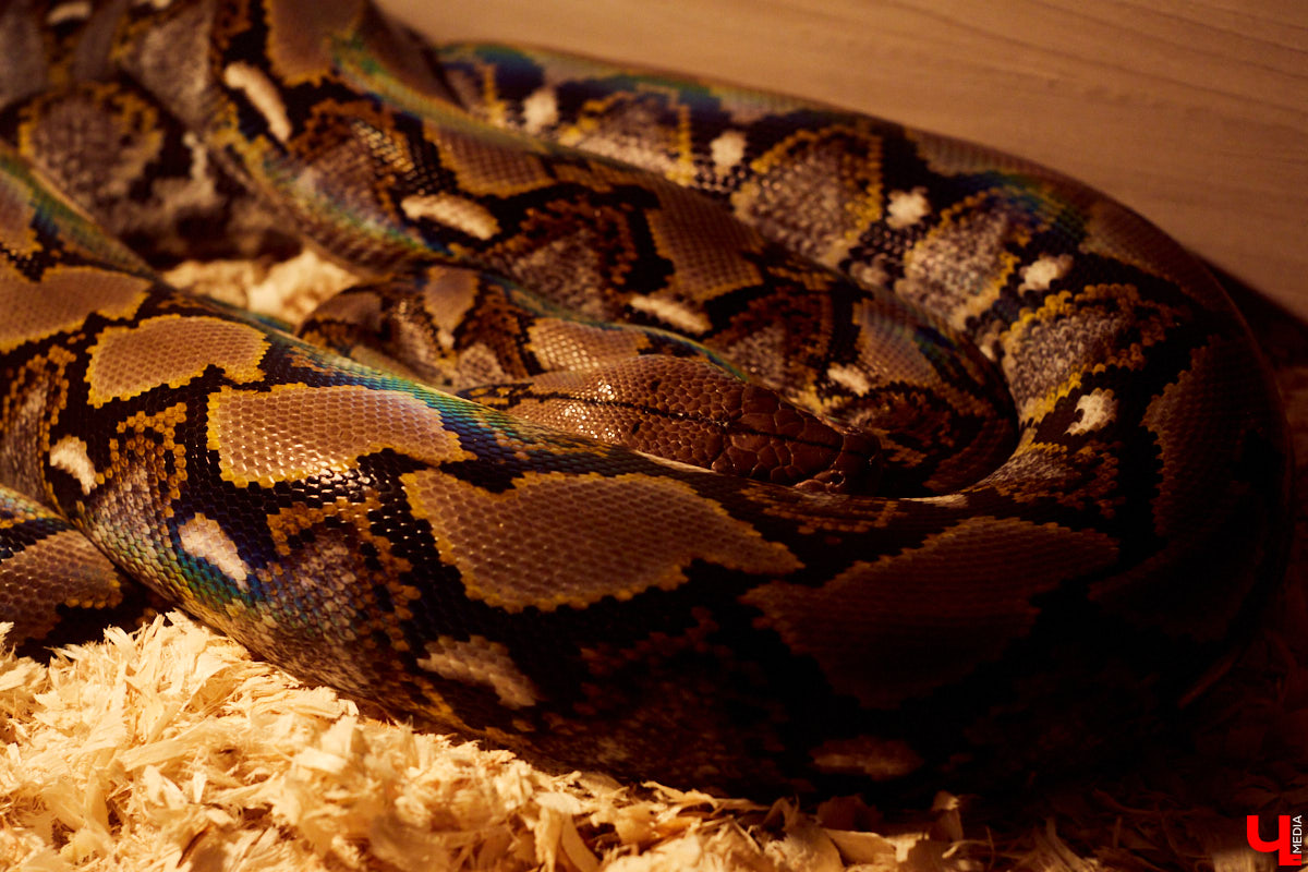 Теперь во Владимире есть экзотариум. В чем суть проекта и кто его авторы — обо всем в нашем материале.