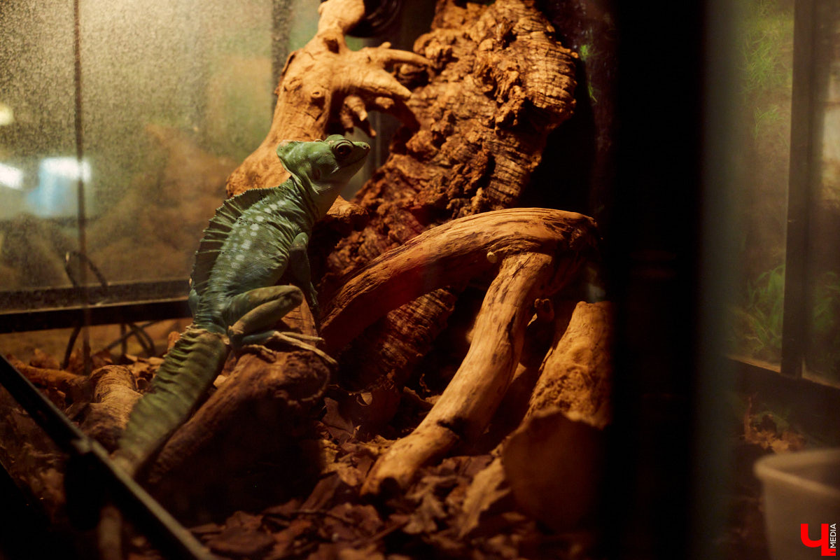 Теперь во Владимире есть экзотариум. В чем суть проекта и кто его авторы — обо всем в нашем материале.