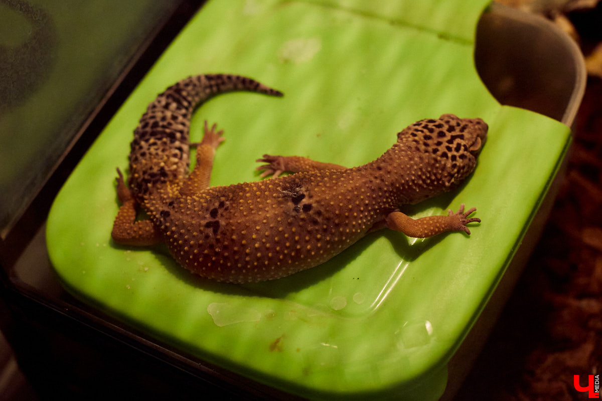 Теперь во Владимире есть экзотариум. В чем суть проекта и кто его авторы — обо всем в нашем материале.