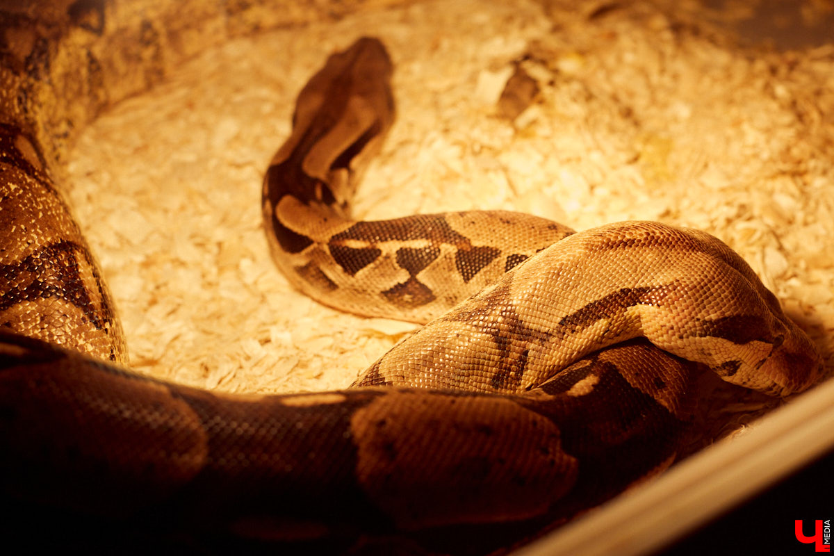 Теперь во Владимире есть экзотариум. В чем суть проекта и кто его авторы — обо всем в нашем материале.