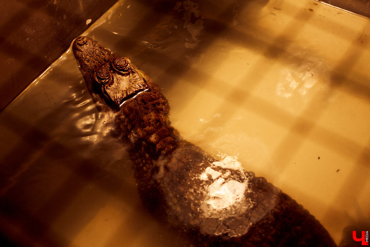 Теперь во Владимире есть экзотариум. В чем суть проекта и кто его авторы — обо всем в нашем материале.