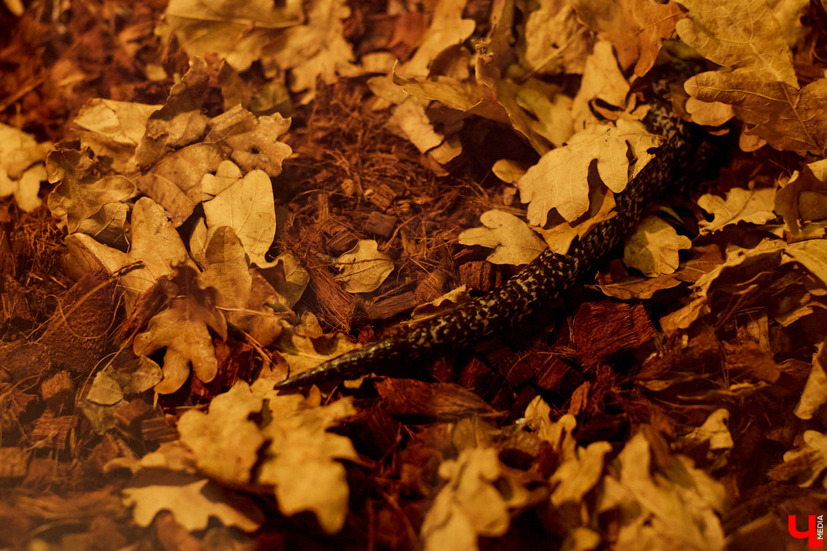 Теперь во Владимире есть экзотариум. В чем суть проекта и кто его авторы — обо всем в нашем материале.