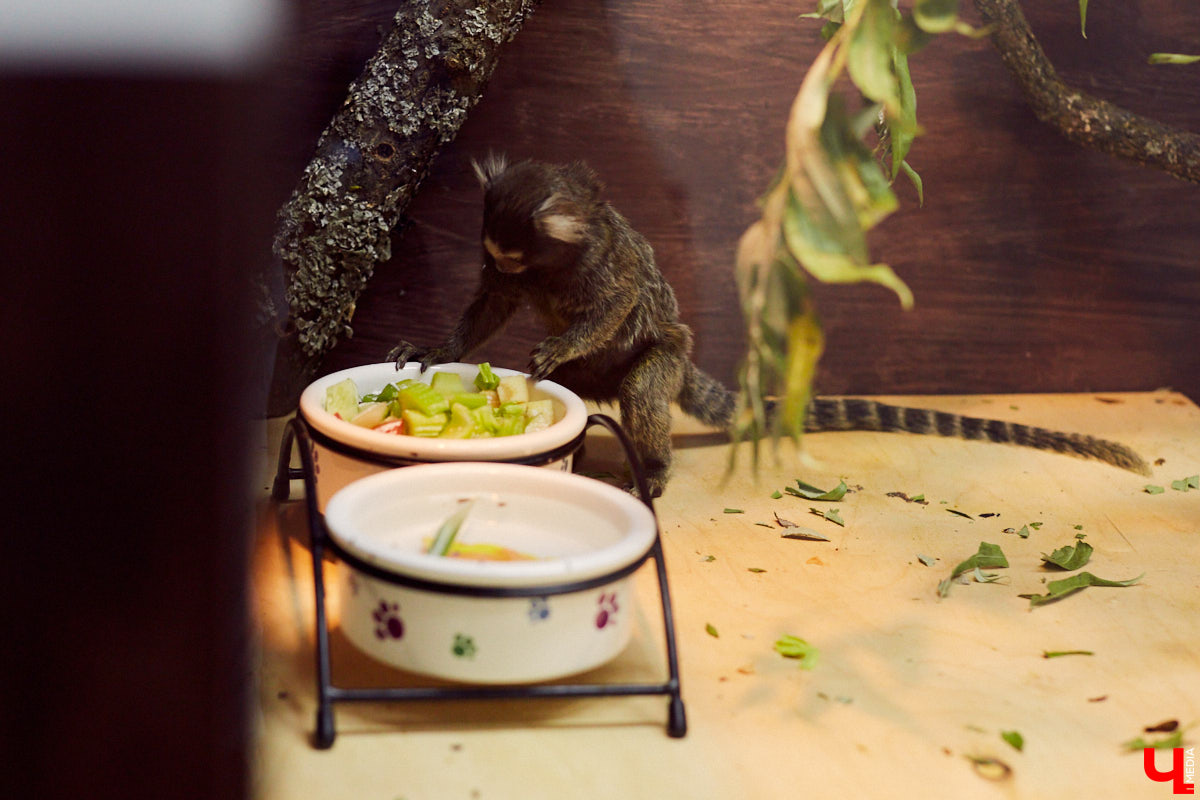 Теперь во Владимире есть экзотариум. В чем суть проекта и кто его авторы — обо всем в нашем материале.