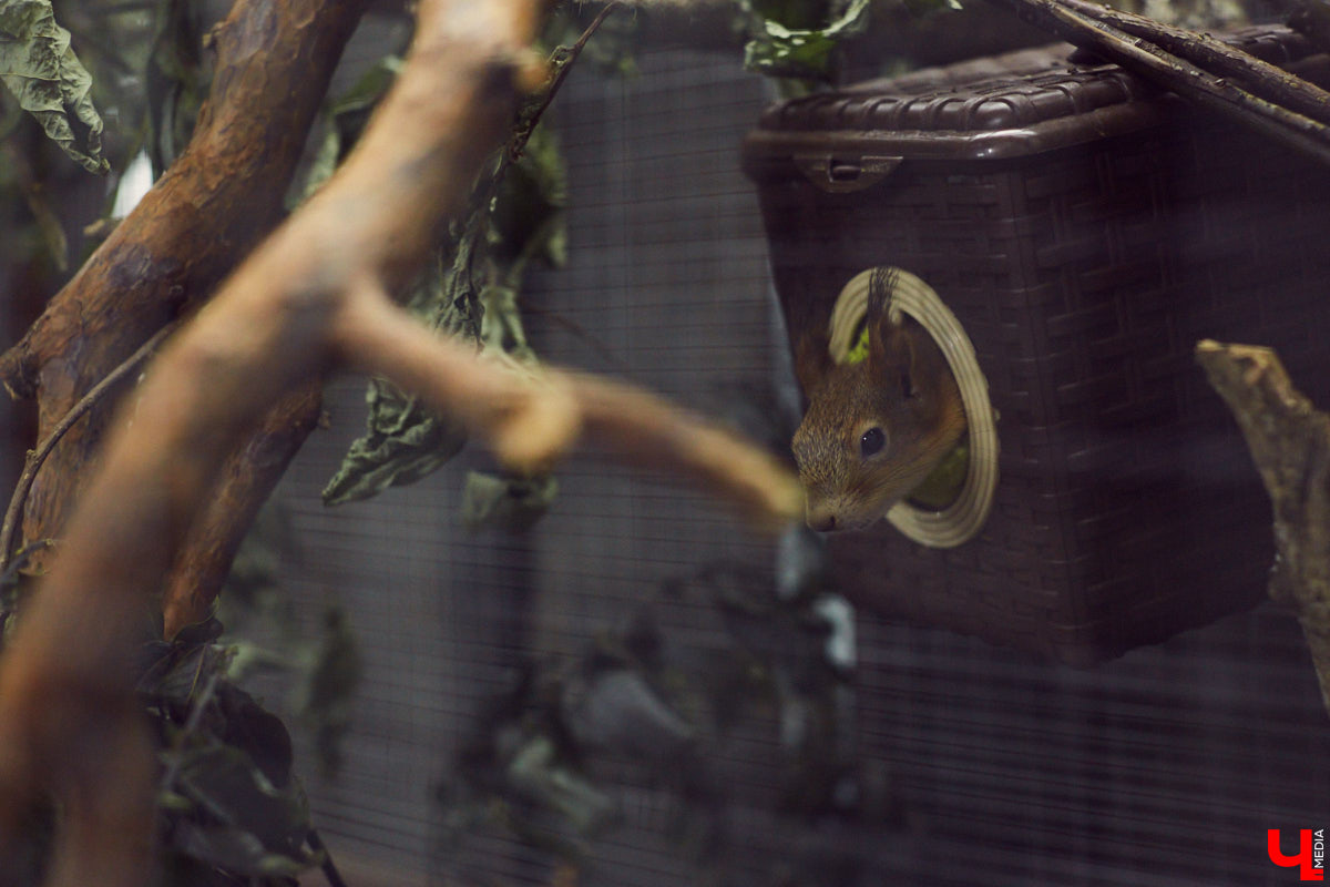 Теперь во Владимире есть экзотариум. В чем суть проекта и кто его авторы — обо всем в нашем материале.