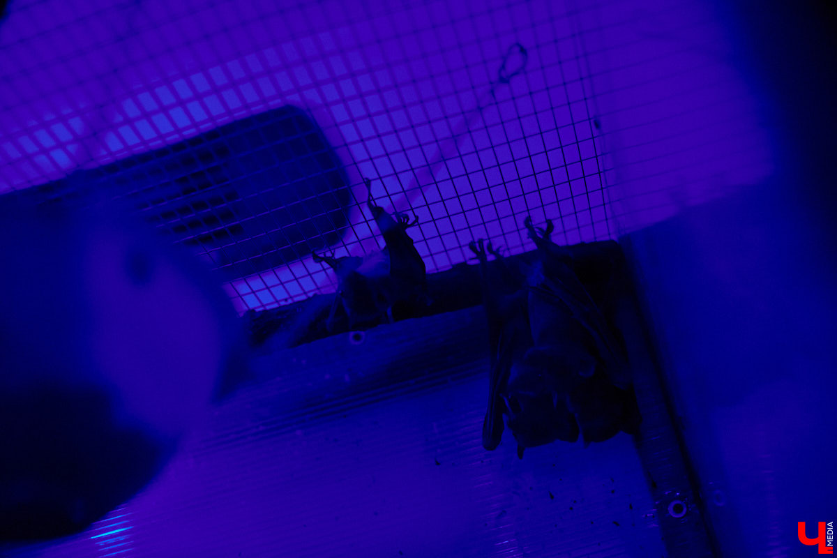 Теперь во Владимире есть экзотариум. В чем суть проекта и кто его авторы — обо всем в нашем материале.