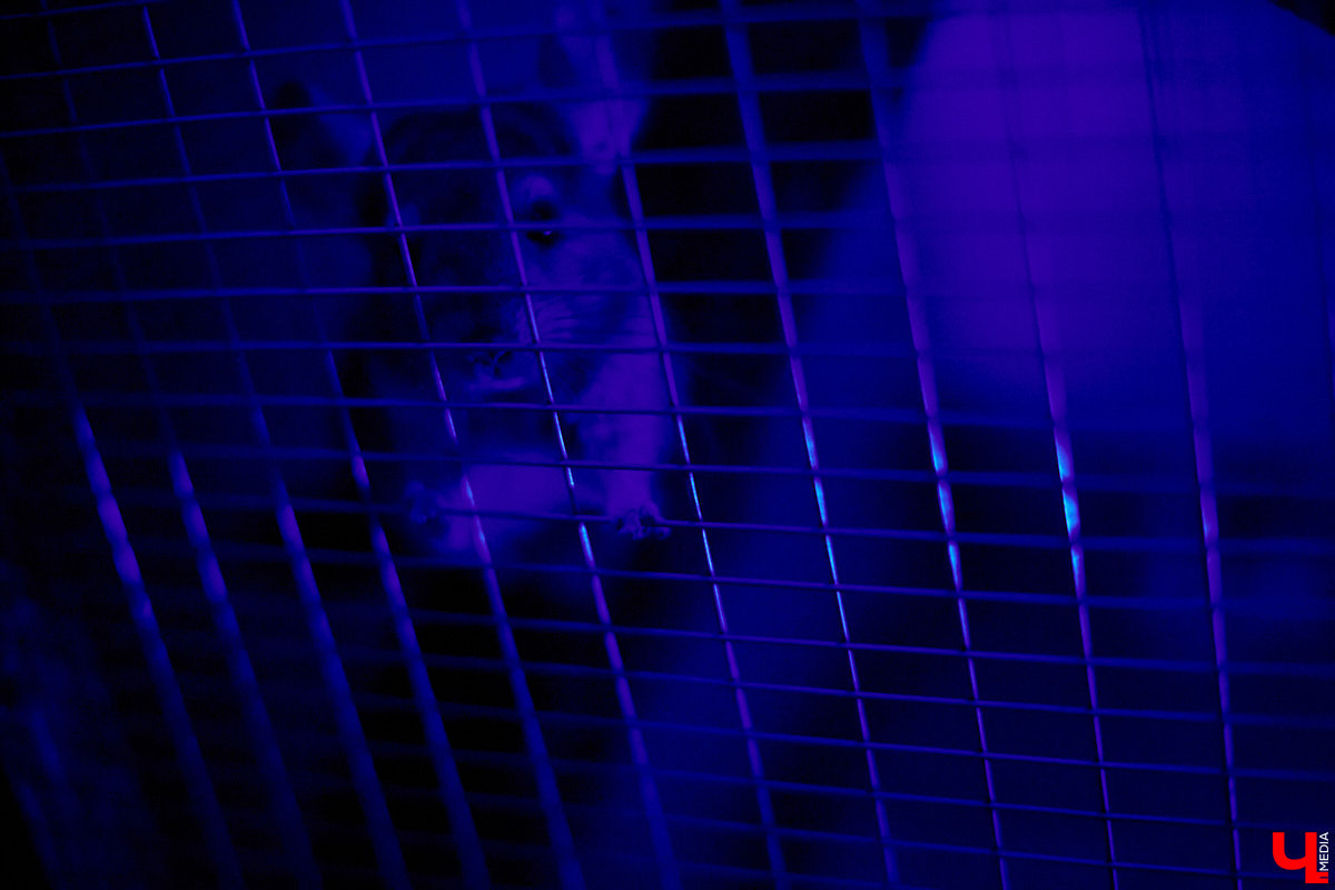 Теперь во Владимире есть экзотариум. В чем суть проекта и кто его авторы — обо всем в нашем материале.