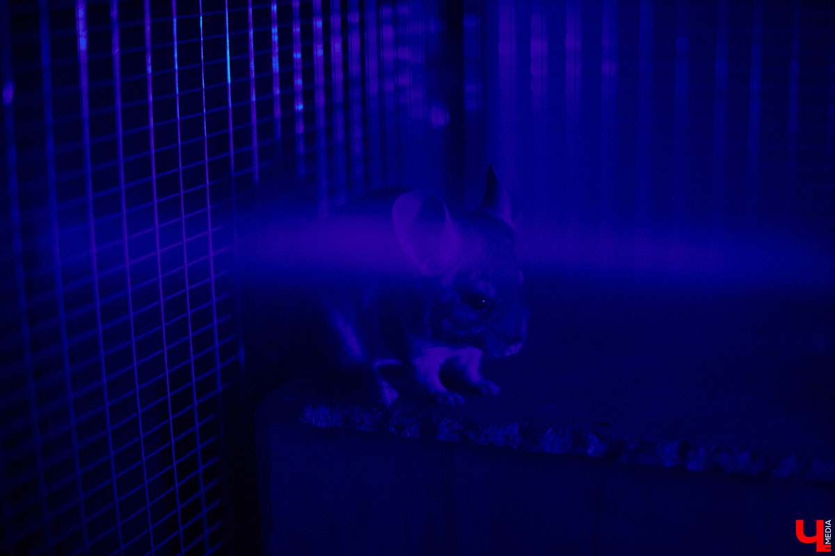 Теперь во Владимире есть экзотариум. В чем суть проекта и кто его авторы — обо всем в нашем материале.