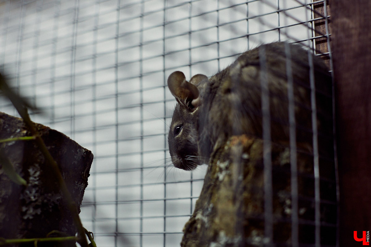Теперь во Владимире есть экзотариум. В чем суть проекта и кто его авторы — обо всем в нашем материале.