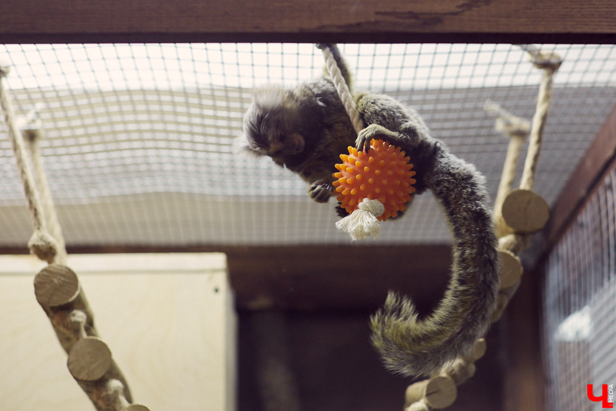 Теперь во Владимире есть экзотариум. В чем суть проекта и кто его авторы — обо всем в нашем материале.