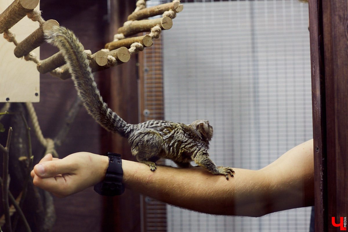 Теперь во Владимире есть экзотариум. В чем суть проекта и кто его авторы — обо всем в нашем материале.