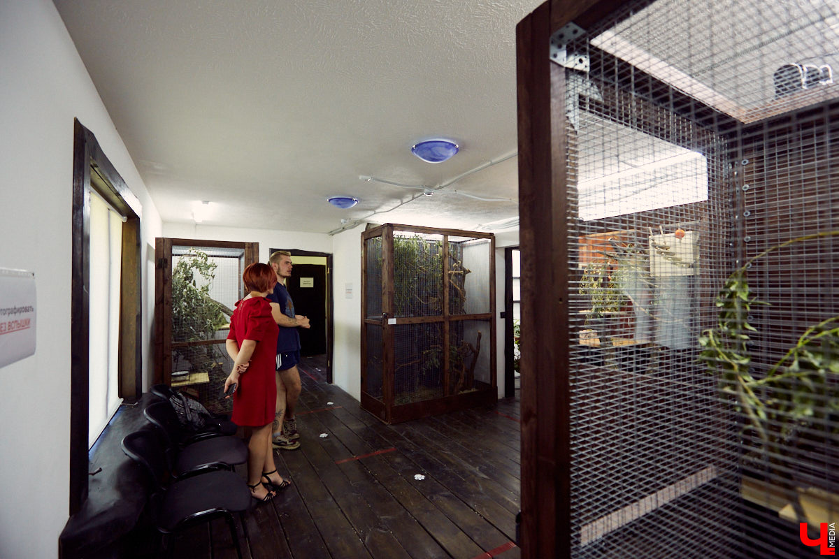 Теперь во Владимире есть экзотариум. В чем суть проекта и кто его авторы — обо всем в нашем материале.