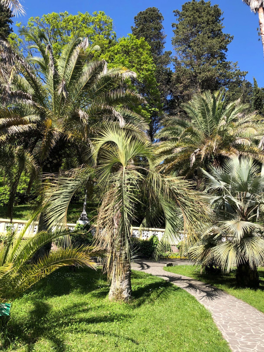 Анастасия Савельева начала новую жизнь, внезапно переехав в обожаемый многими Сочи. Сегодня она готова поделиться с нами своими впечатлениями от города-курорта и, конечно, сравнить Сочи с родным Владимиром.
